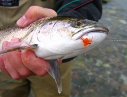 The orange version The orange version