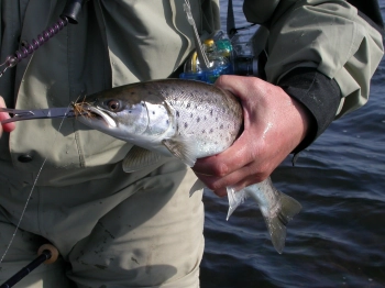 Great fish Great fish