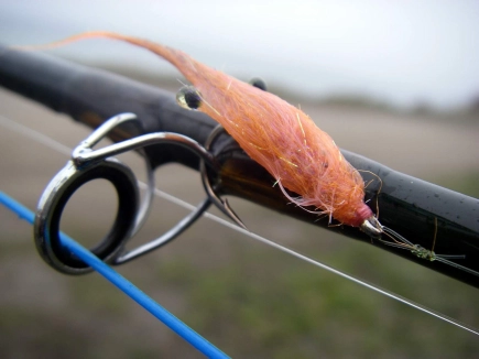 A wet Mini Pig A wet Mini Pig