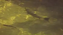 Video thumb for Salmon fishing on the River Test