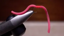 Video thumb for Squirmy Wormy