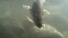Video thumb for Surf and inshore