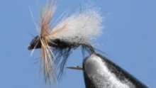 Video thumb for Fluttering Stonefly