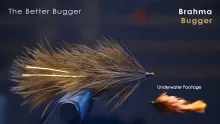 Video thumb for Brahma Bugger