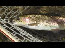 Video thumb for Fall Reflections - Fly fishing North Carolina 