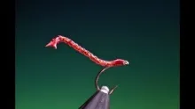 Video thumb for Free Swimming Blood Worm