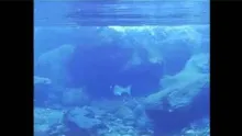 Video thumb for Salmon fishing in Iceland with underwater camera 