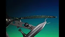 Video thumb for Nocturnal Eel