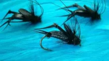Video thumb for Davie's Black Cricket