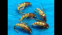 Video thumb for The McPhail Caddis Pupa