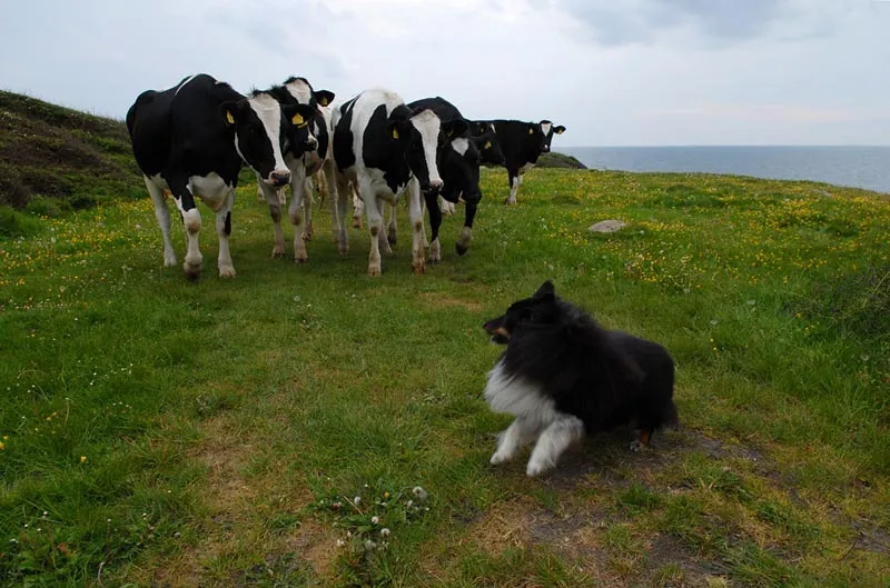 Herding cows - Divus the Shetland sheepdog thinks he's a Shetland cowdog